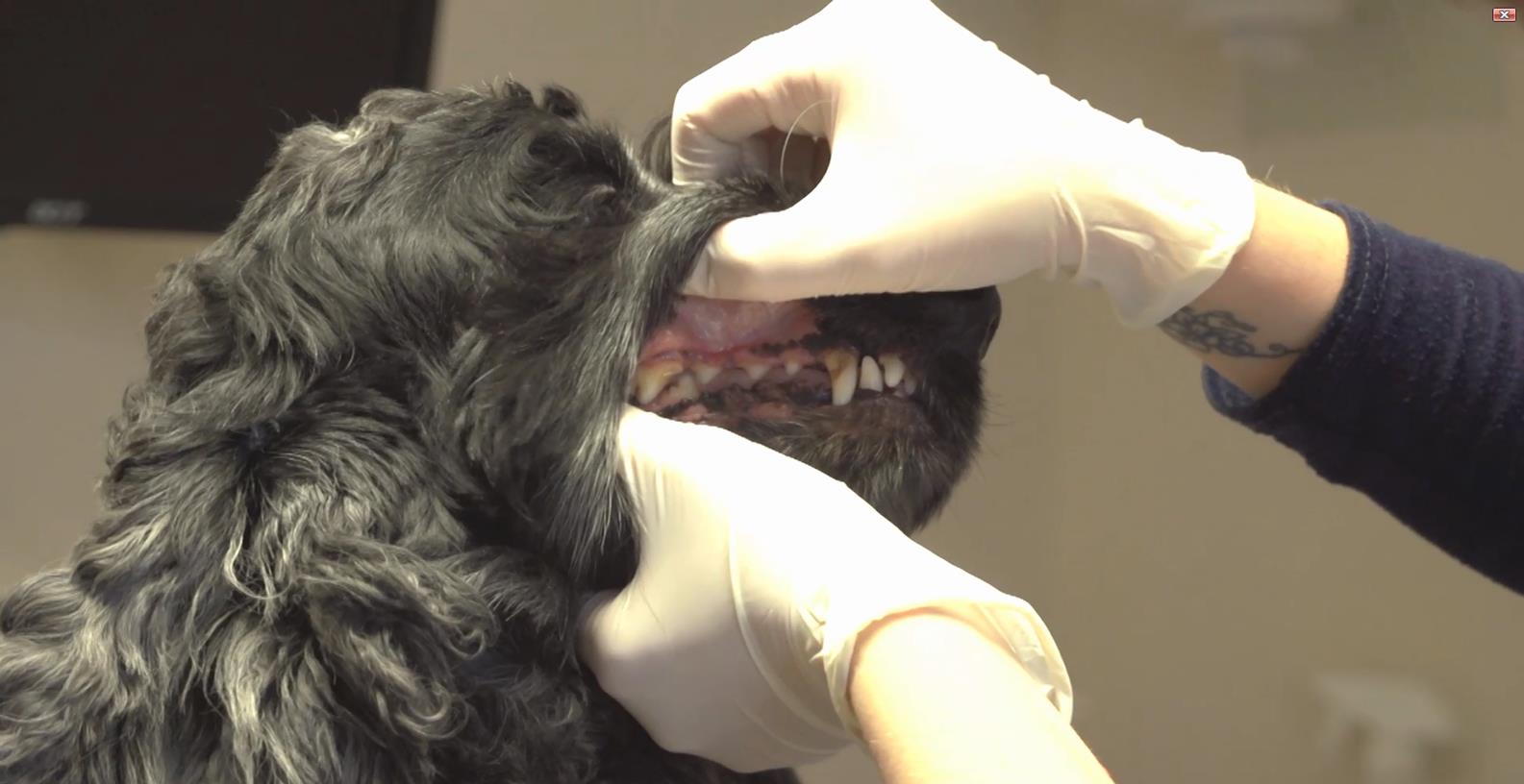 The British Veterinary Nursing Association LTD